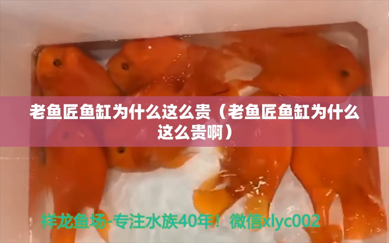 老鱼匠鱼缸为什么这么贵（老鱼匠鱼缸为什么这么贵啊）