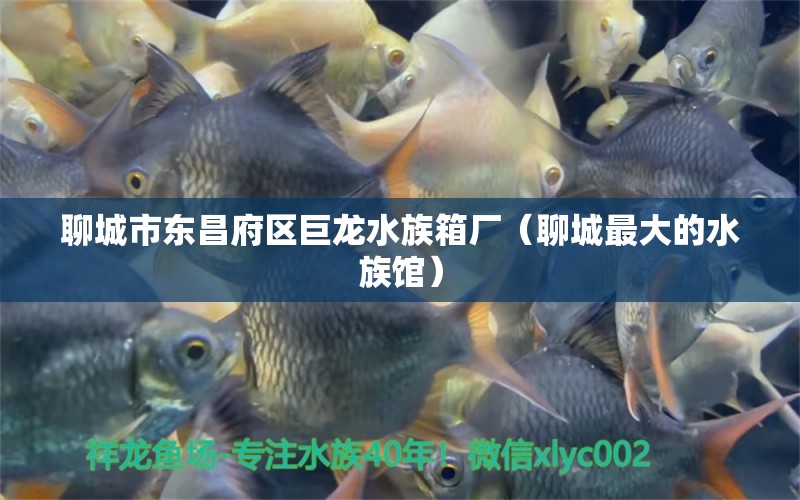 聊城市东昌府区巨龙水族箱厂（聊城最大的水族馆） 鱼缸/水族箱