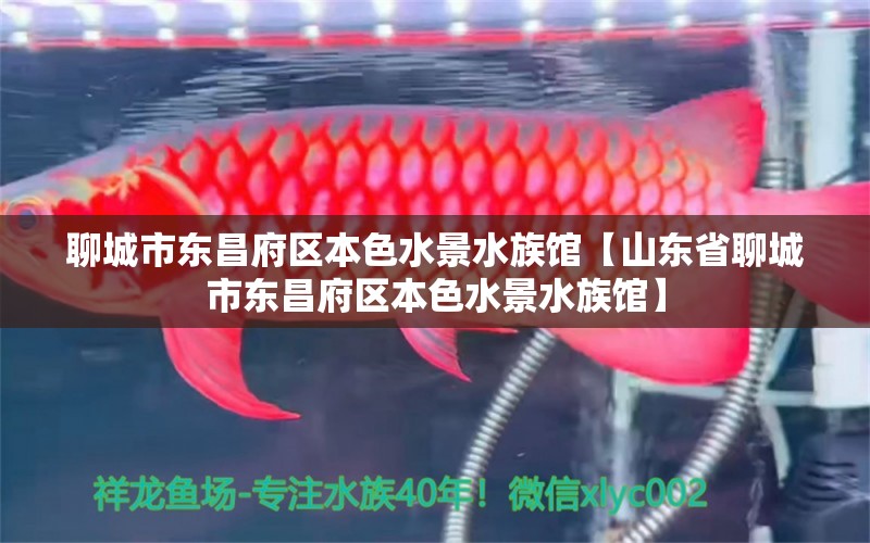 聊城市东昌府区本色水景水族馆【山东省聊城市东昌府区本色水景水族馆】 全国观赏鱼市场 第2张