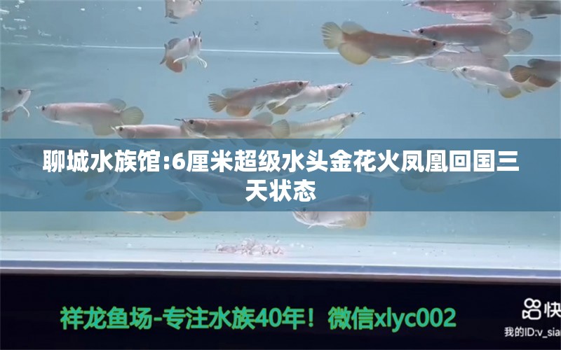 聊城水族馆:6厘米超级水头金花火凤凰回国三天状态 丹顶锦鲤鱼