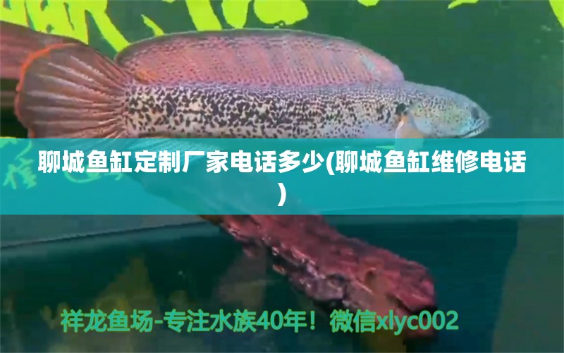 聊城鱼缸定制厂家电话多少(聊城鱼缸维修电话) 白化火箭鱼