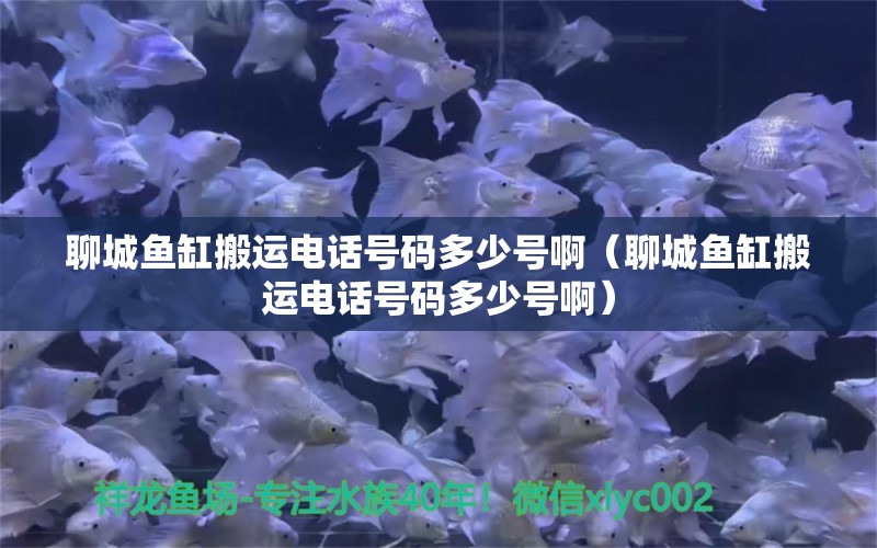 聊城鱼缸搬运电话号码多少号啊（聊城鱼缸搬运电话号码多少号啊）