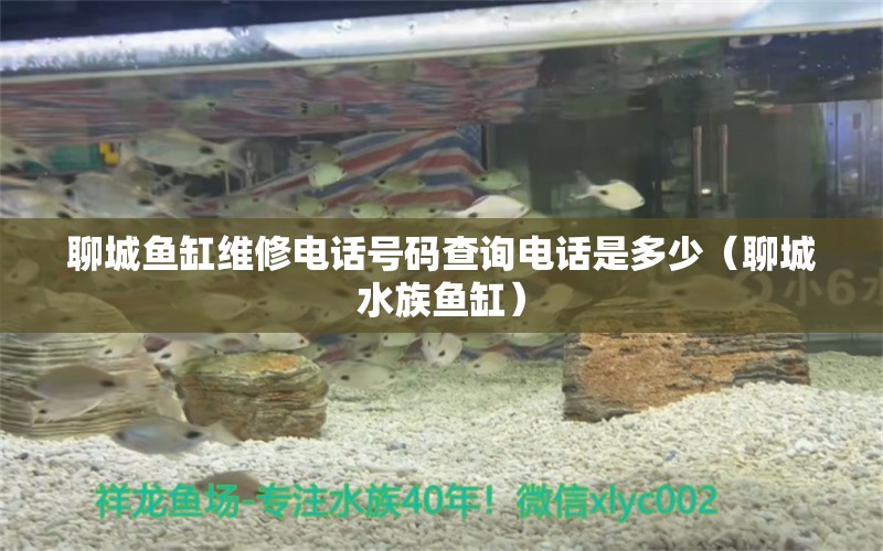 聊城鱼缸维修电话号码查询电话是多少（聊城水族鱼缸）