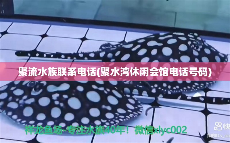 聚流水族联系电话(聚水湾休闲会馆电话号码)