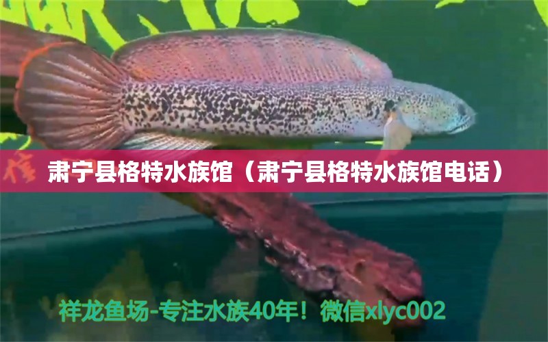 肃宁县格特水族馆（肃宁县格特水族馆电话）