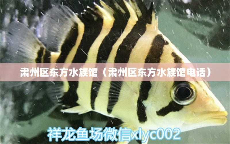 肃州区东方水族馆（肃州区东方水族馆电话） 全国水族馆企业名录