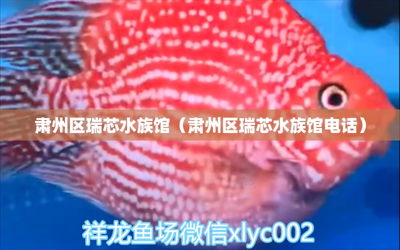 肃州区瑞芯水族馆（肃州区瑞芯水族馆电话）