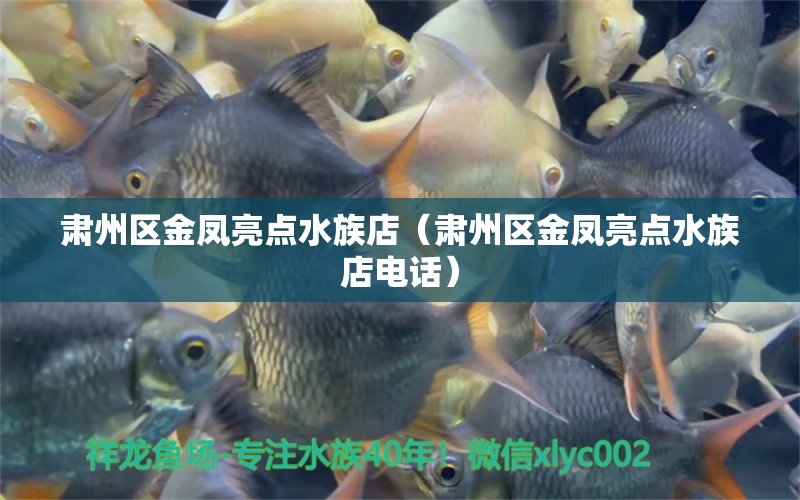 肃州区金凤亮点水族店（肃州区金凤亮点水族店电话）