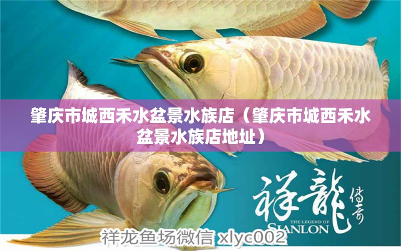 肇庆市城西禾水盆景水族店（肇庆市城西禾水盆景水族店地址）