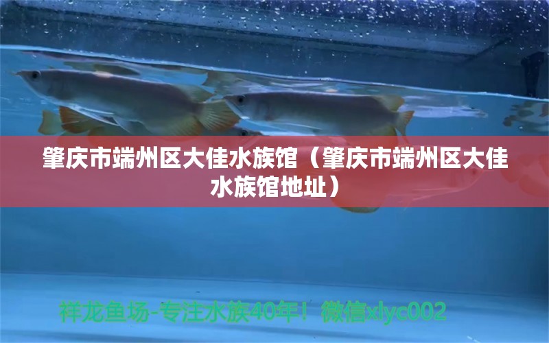 肇庆市端州区大佳水族馆（肇庆市端州区大佳水族馆地址）