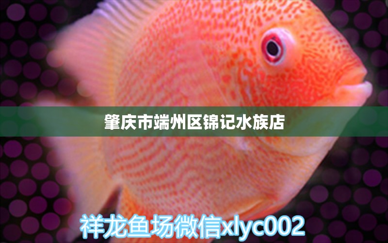 肇庆市端州区锦记水族店 全国水族馆企业名录