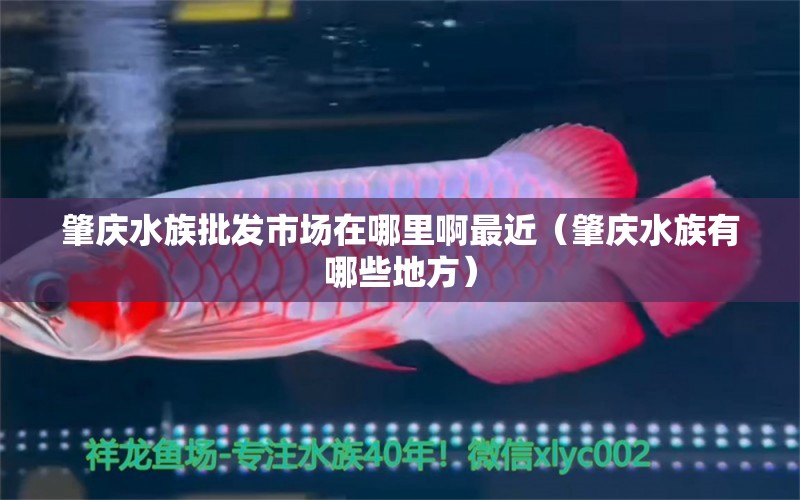 肇庆水族批发市场在哪里啊最近（肇庆水族有哪些地方）