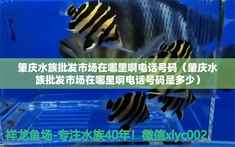 肇庆水族批发市场在哪里啊电话号码（肇庆水族批发市场在哪里啊电话号码是多少）