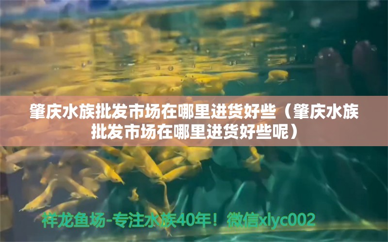 肇庆水族批发市场在哪里进货好些（肇庆水族批发市场在哪里进货好些呢）