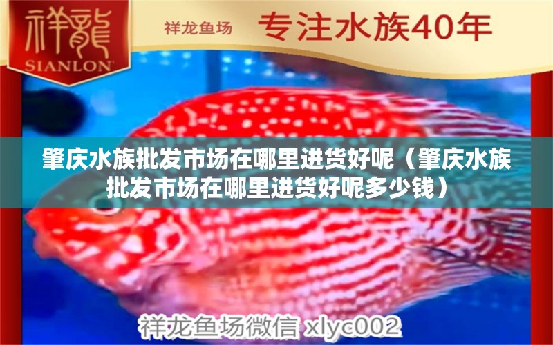 肇庆水族批发市场在哪里进货好呢（肇庆水族批发市场在哪里进货好呢多少钱）