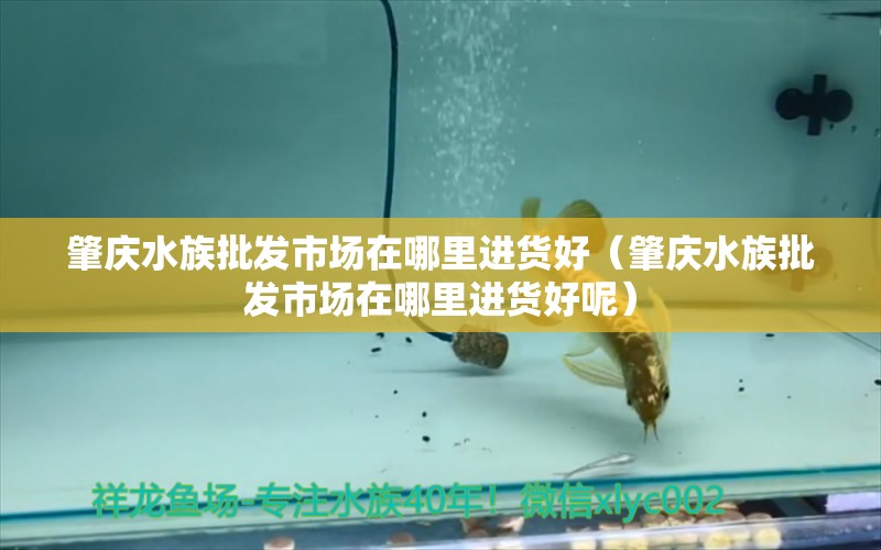 肇庆水族批发市场在哪里进货好（肇庆水族批发市场在哪里进货好呢）