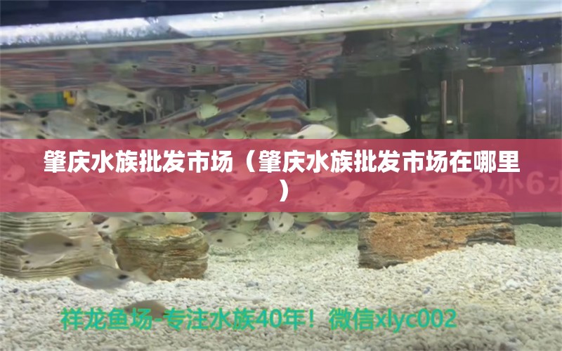 肇庆水族批发市场（肇庆水族批发市场在哪里）