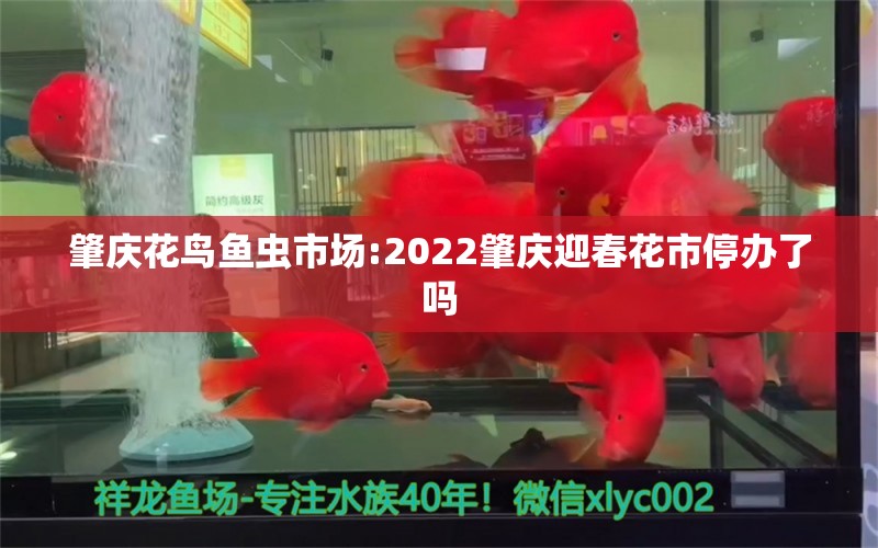 肇庆花鸟鱼虫市场:2022肇庆迎春花市停办了吗 观赏鱼企业目录 第1张