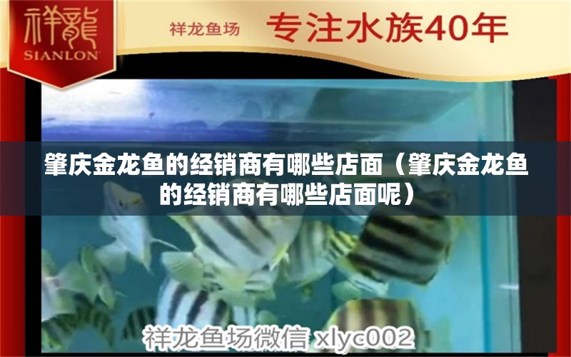 肇庆金龙鱼的经销商有哪些店面（肇庆金龙鱼的经销商有哪些店面呢）