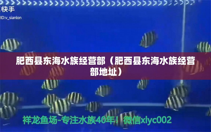 肥西县东海水族经营部（肥西县东海水族经营部地址） 全国水族馆企业名录