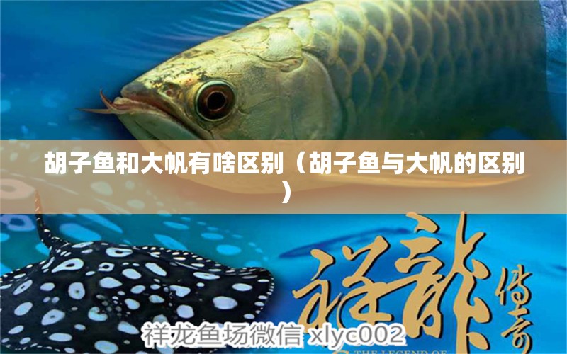 胡子鱼和大帆有啥区别（胡子鱼与大帆的区别） 祥龙水族医院