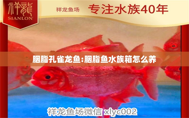 胭脂孔雀龙鱼:胭脂鱼水族箱怎么养