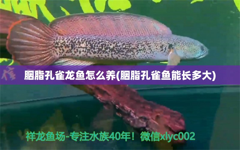 胭脂孔雀龙鱼怎么养(胭脂孔雀鱼能长多大) 胭脂孔雀龙鱼