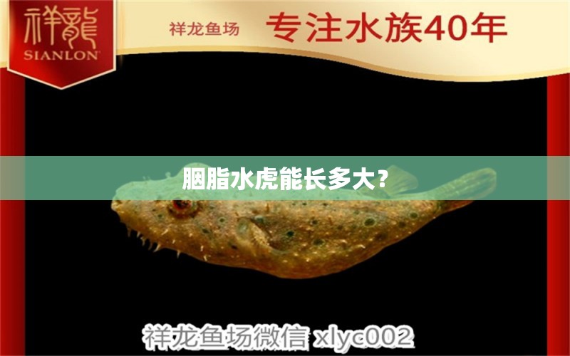 胭脂水虎能长多大？ 食人鱼（水虎）