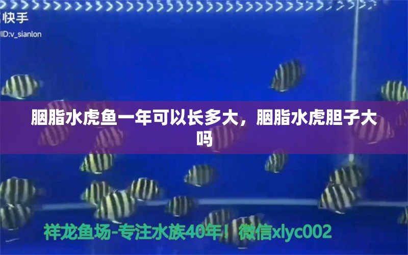 胭脂水虎鱼一年可以长多大，胭脂水虎胆子大吗