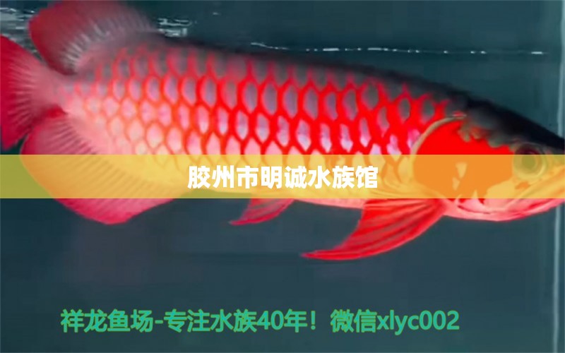 胶州市明诚水族馆