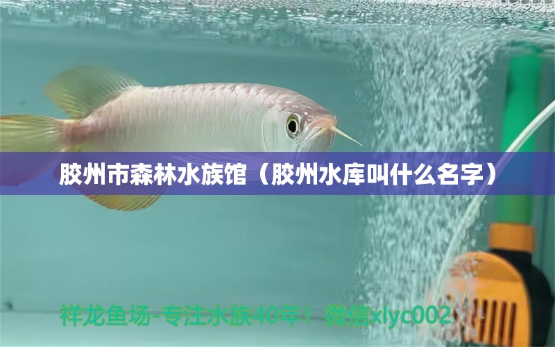 胶州市森林水族馆（胶州水库叫什么名字）