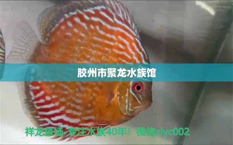 胶州市聚龙水族馆