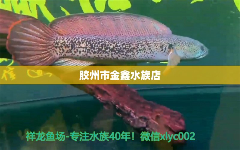 胶州市金鑫水族店 全国水族馆企业名录