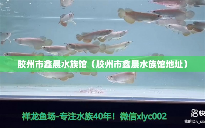 胶州市鑫晨水族馆（胶州市鑫晨水族馆地址）