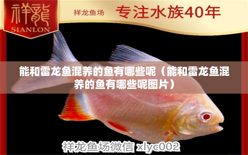 能和雷龙鱼混养的鱼有哪些呢（能和雷龙鱼混养的鱼有哪些呢图片） 广州龙鱼批发市场