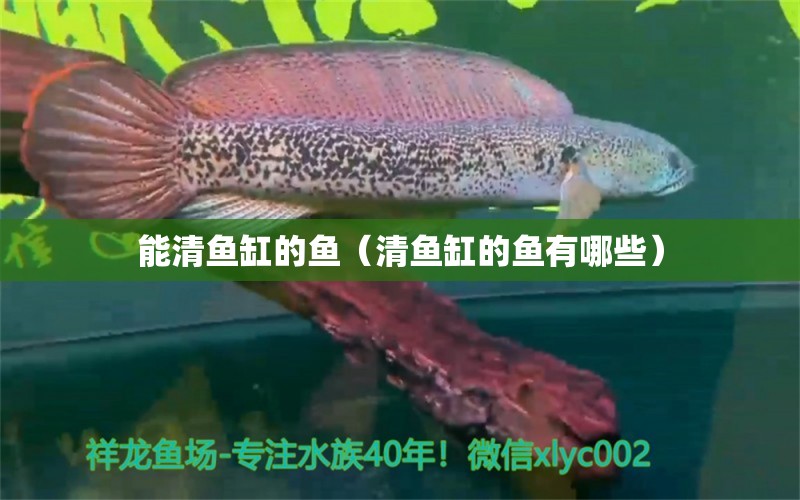 能清鱼缸的鱼（清鱼缸的鱼有哪些） 祥龙水族医院