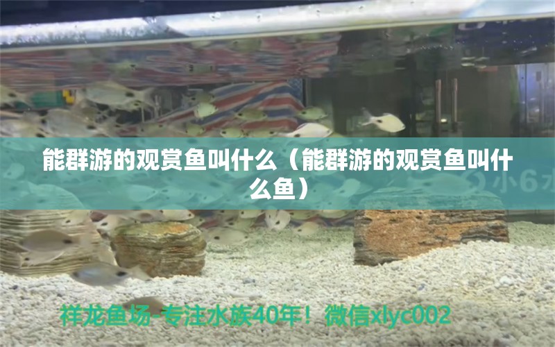 能群游的观赏鱼叫什么（能群游的观赏鱼叫什么鱼） 祥龙水族医院