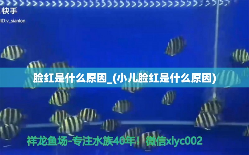 脸红是什么原因_(小儿脸红是什么原因) 黑白双星