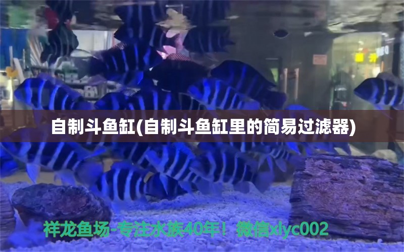 自制斗鱼缸(自制斗鱼缸里的简易过滤器) 圣菲埃及鱼