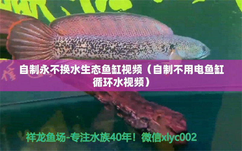 自制永不换水生态鱼缸视频（自制不用电鱼缸循环水视频） 广州观赏鱼批发市场
