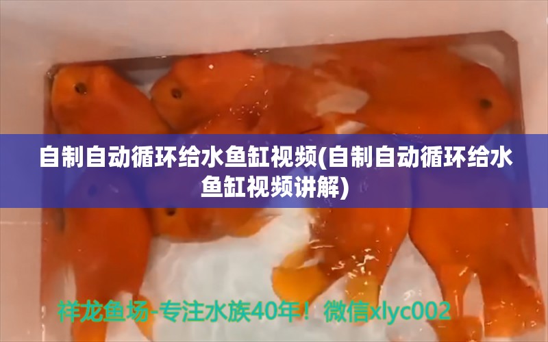 自制自动循环给水鱼缸视频(自制自动循环给水鱼缸视频讲解)