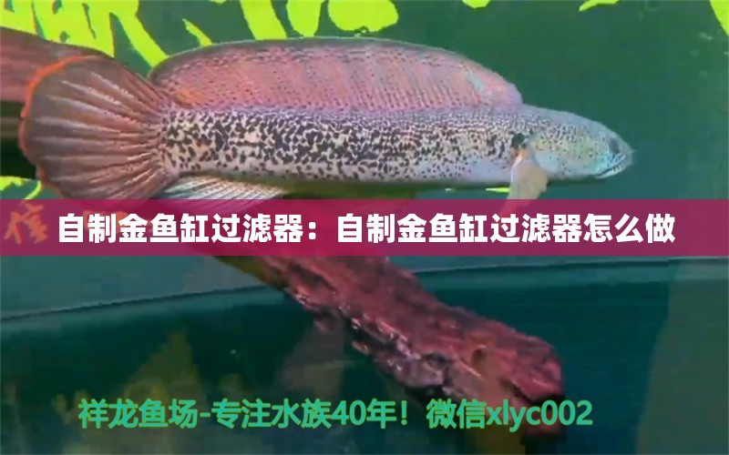 自制金鱼缸过滤器：自制金鱼缸过滤器怎么做