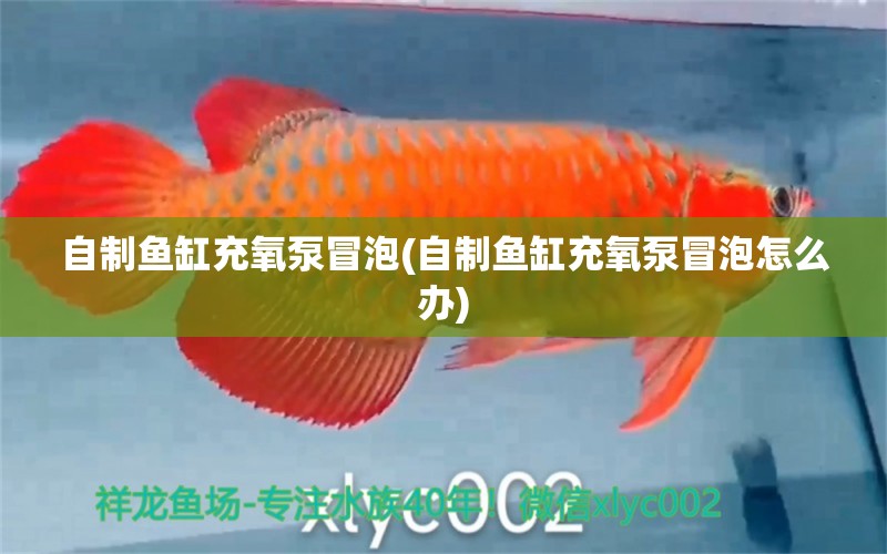 自制鱼缸充氧泵冒泡(自制鱼缸充氧泵冒泡怎么办) 猪鼻龟