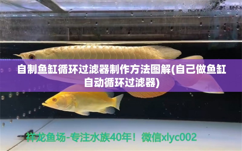 自制鱼缸循环过滤器制作方法图解(自己做鱼缸自动循环过滤器) 朱巴利鱼苗 第1张