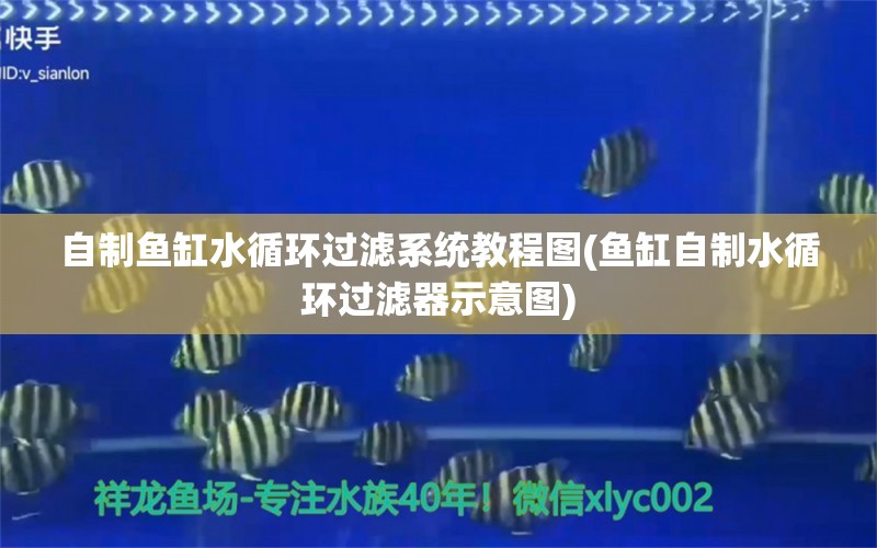 自制鱼缸水循环过滤系统教程图(鱼缸自制水循环过滤器示意图) 财神鹦鹉鱼