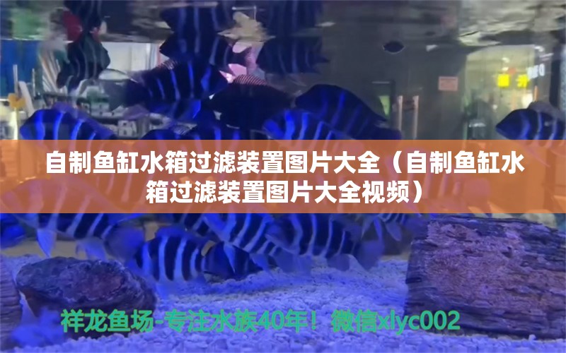 自制鱼缸水箱过滤装置图片大全（自制鱼缸水箱过滤装置图片大全视频）