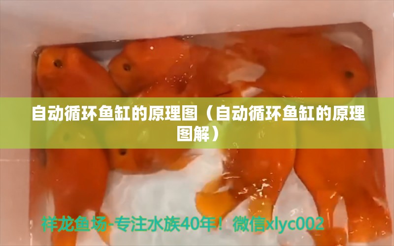 自动循环鱼缸的原理图（自动循环鱼缸的原理图解） 其他品牌鱼缸