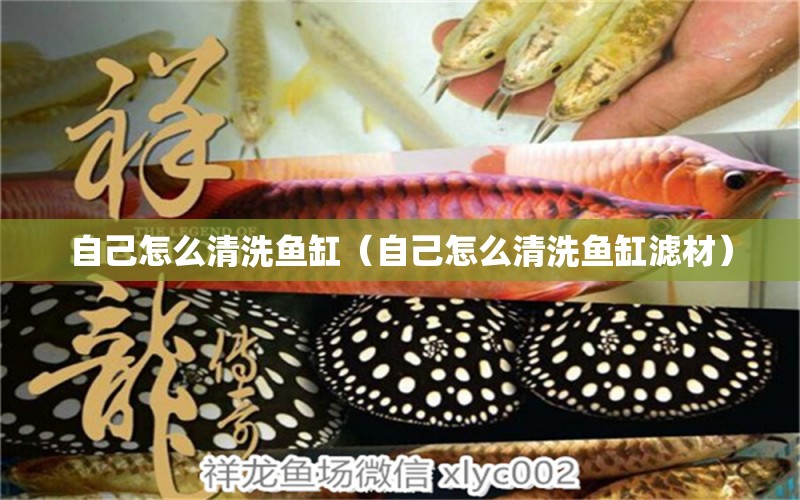 自己怎么清洗鱼缸（自己怎么清洗鱼缸滤材） 祥龙水族医院