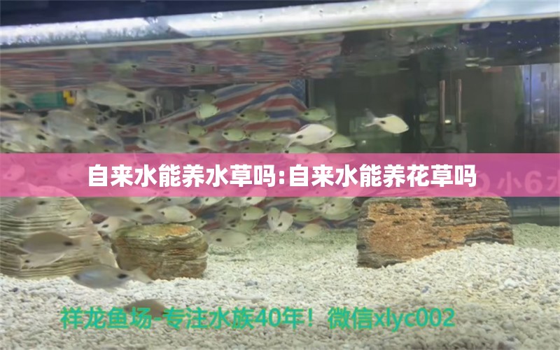 自来水能养水草吗:自来水能养花草吗 水草 第1张