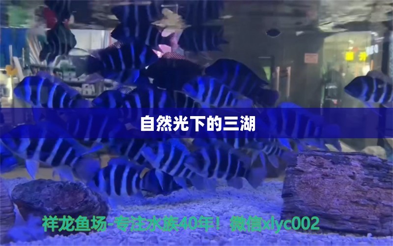 自然光下的三湖 观赏鱼论坛 第5张